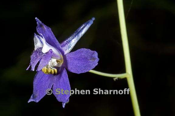 delphinium gracilentum 2 graphic